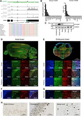 TUNAR lncRNA Encodes a Microprotein that Regulates Neural Differentiation and Neurite Formation by Modulating Calcium Dynamics